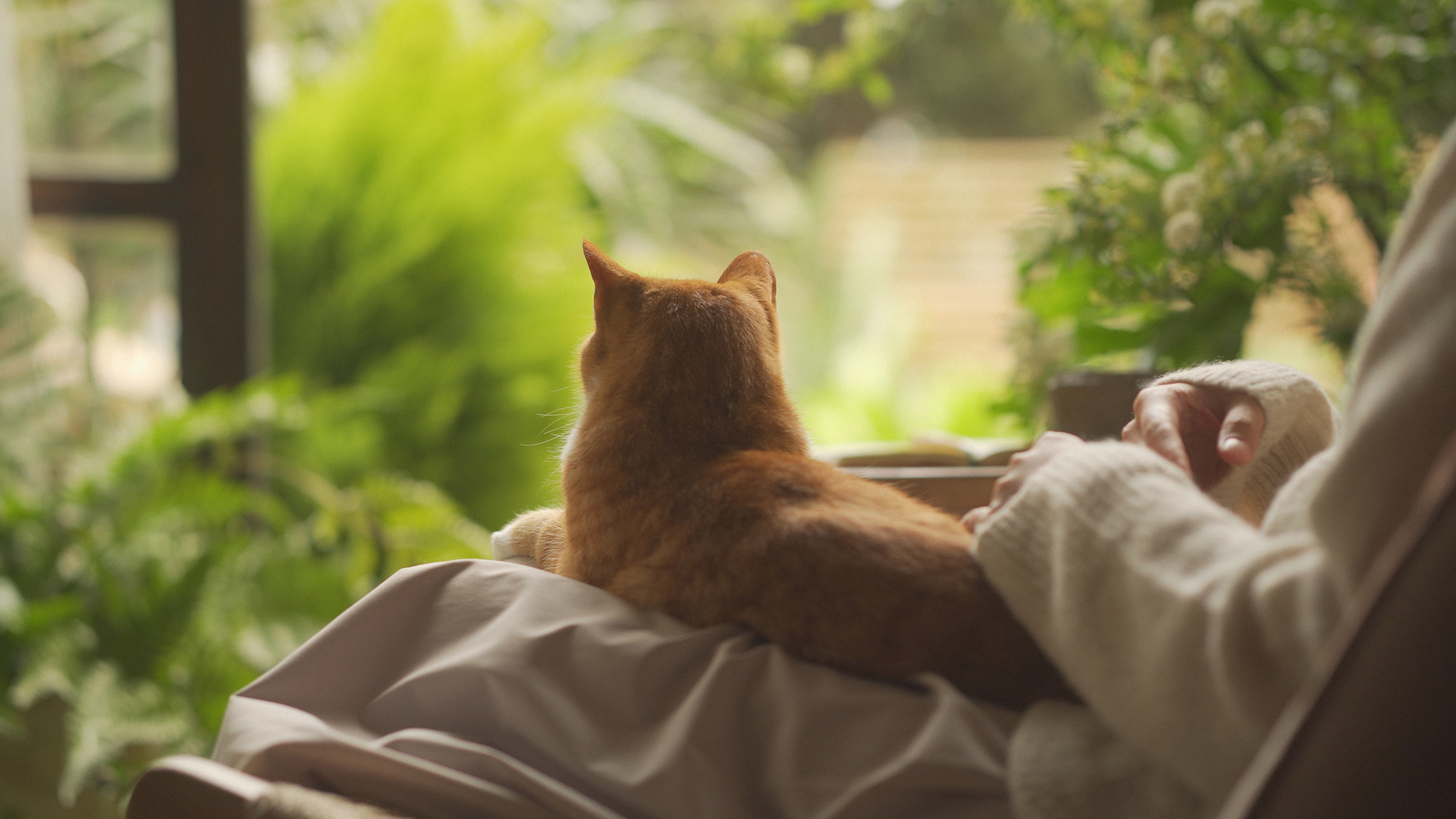 trailer，advertisement，Photography，Camera，originality，literature，cat，Pets，