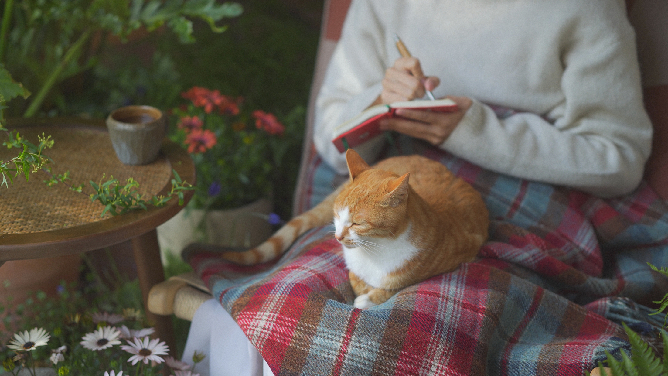 trailer，advertisement，Photography，Camera，originality，literature，cat，Pets，