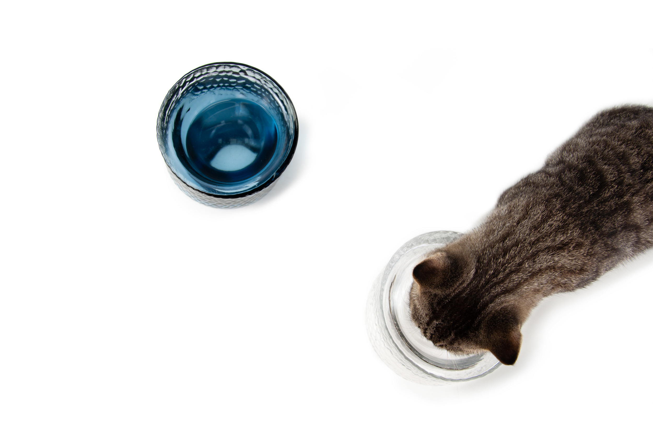 Sinec，Dinner，Pet bowl，