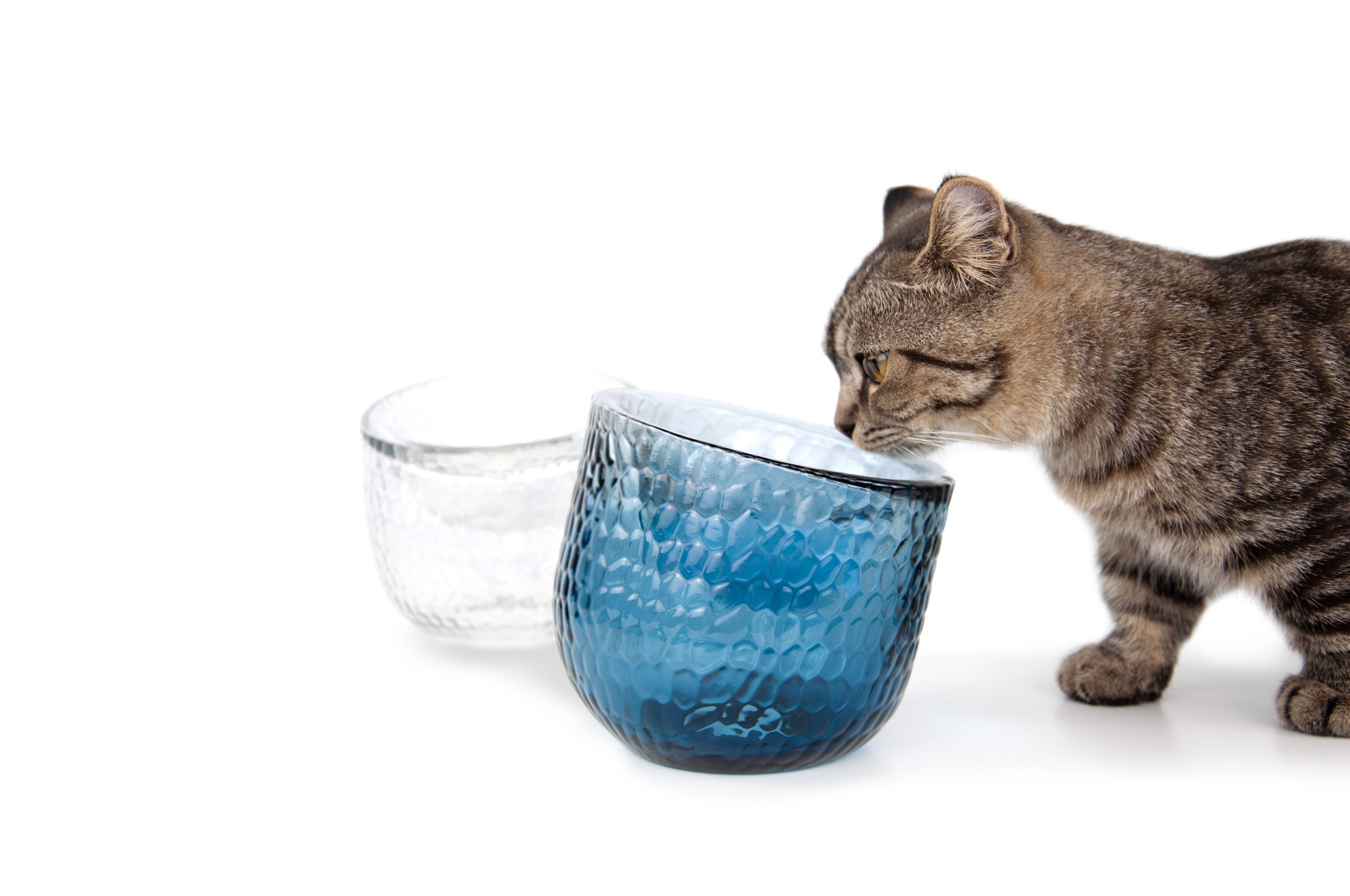 Sinec，Dinner，Pet bowl，