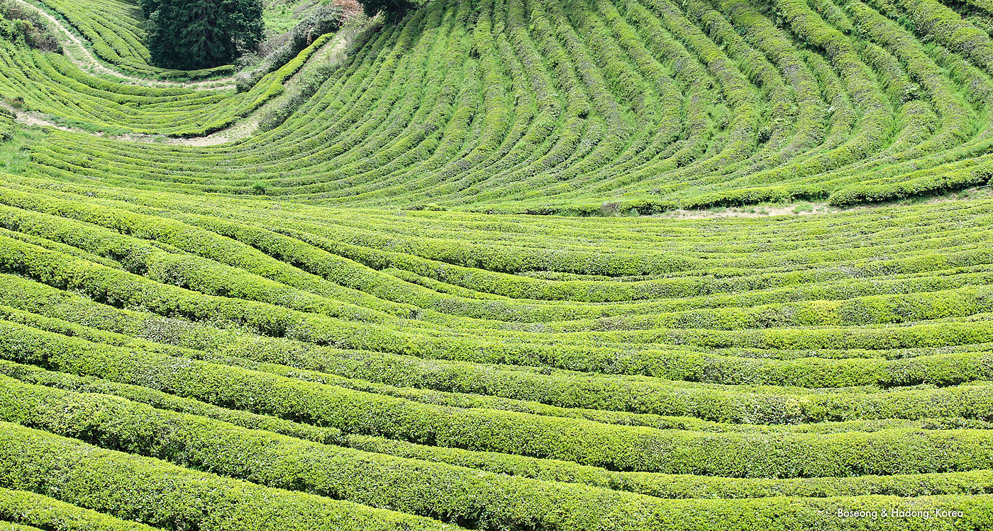 Carpet fabric，green，Green Tea，product design，Carpet，textile，tea garden，