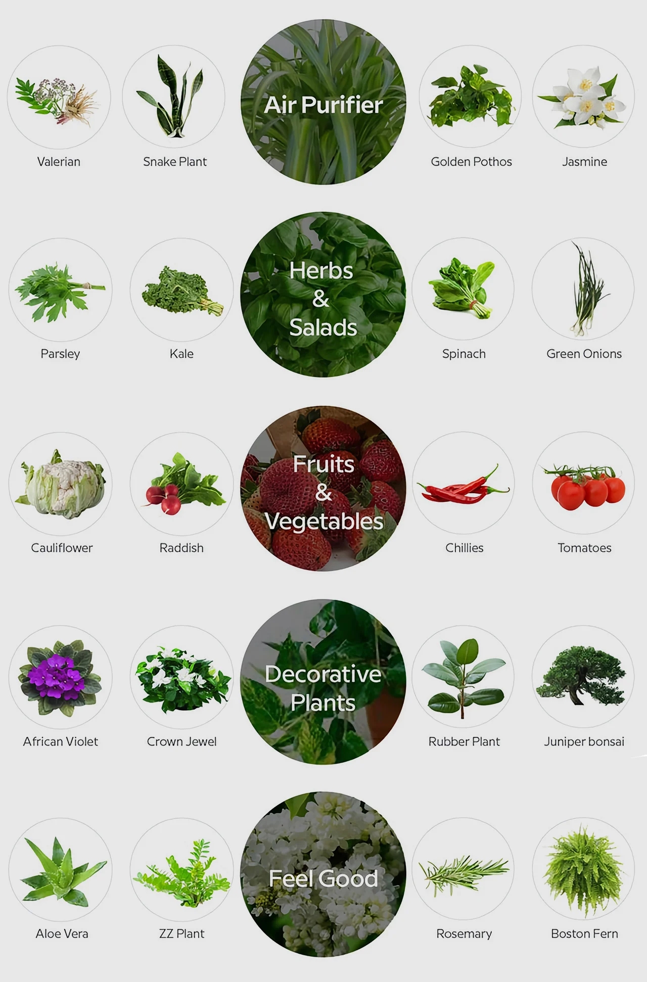 CURA，Plant growth equipment，Automation system，floodlight，