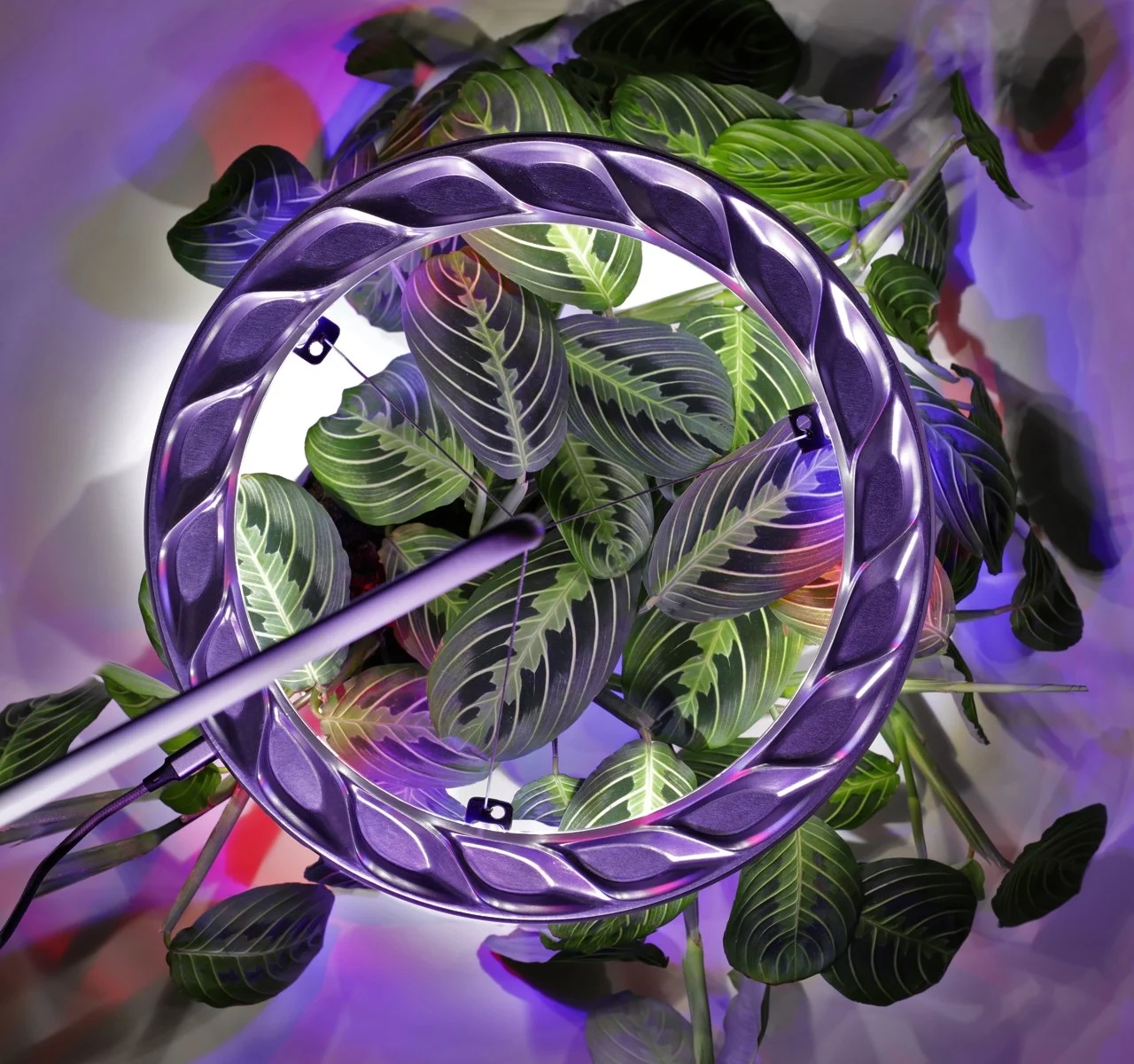 CURA，Plant growth equipment，Automation system，floodlight，