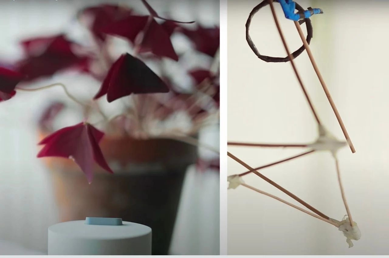 Botany，purify，originality，