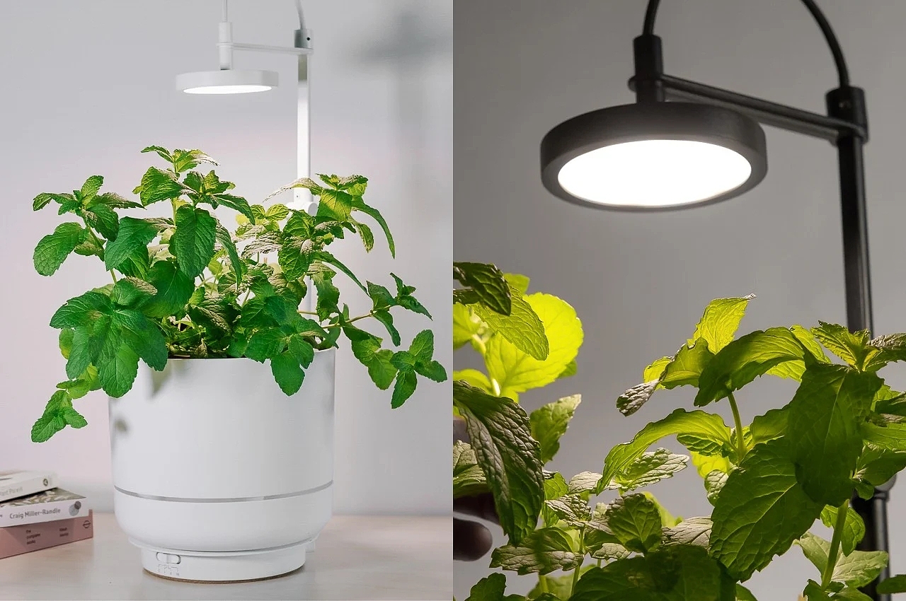 灯，lamp，植物，led，室内绿植，照明灯，