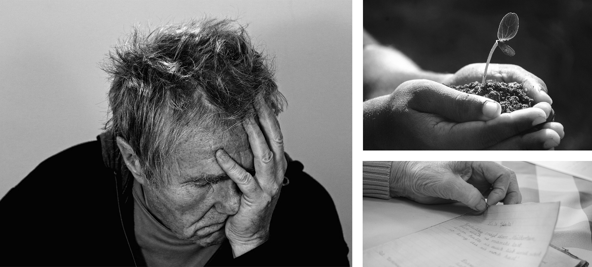 vase，intelligence，medical care，Botany，Dementia，