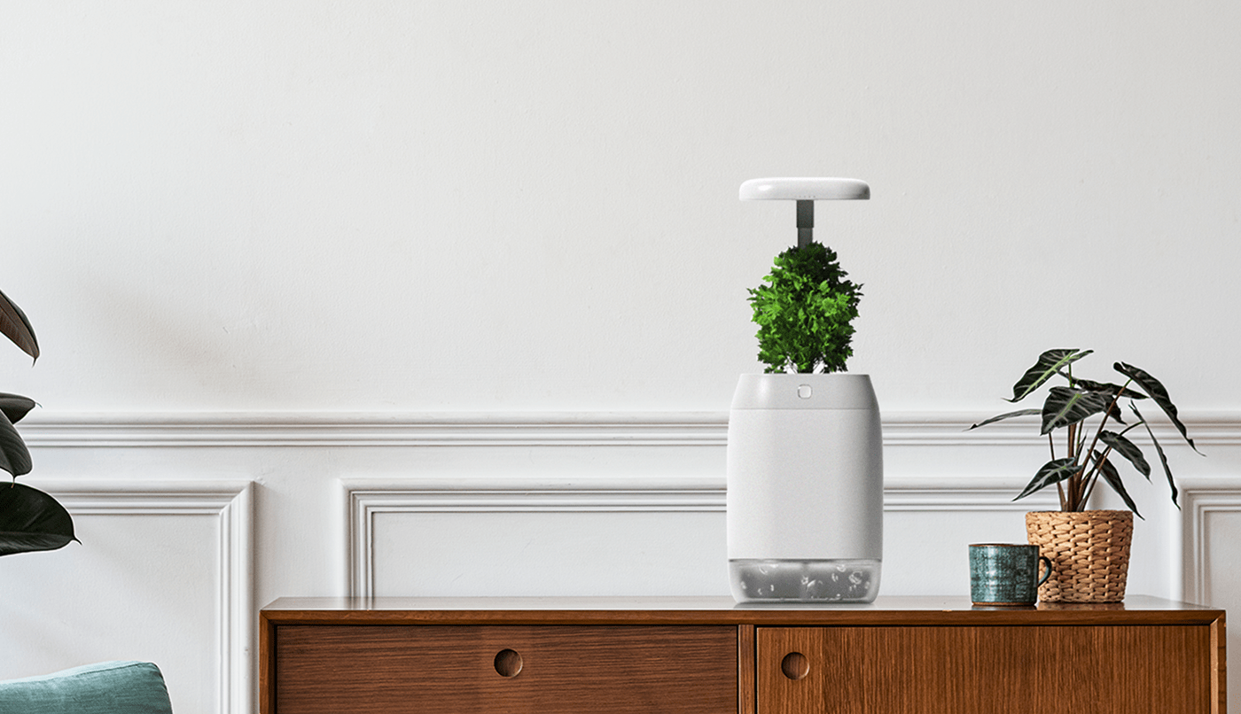 vase，intelligence，medical care，Botany，Dementia，