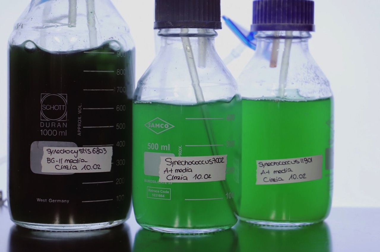 Sunglasses，Mirror frame，future，Sustainable design，Organic materials，