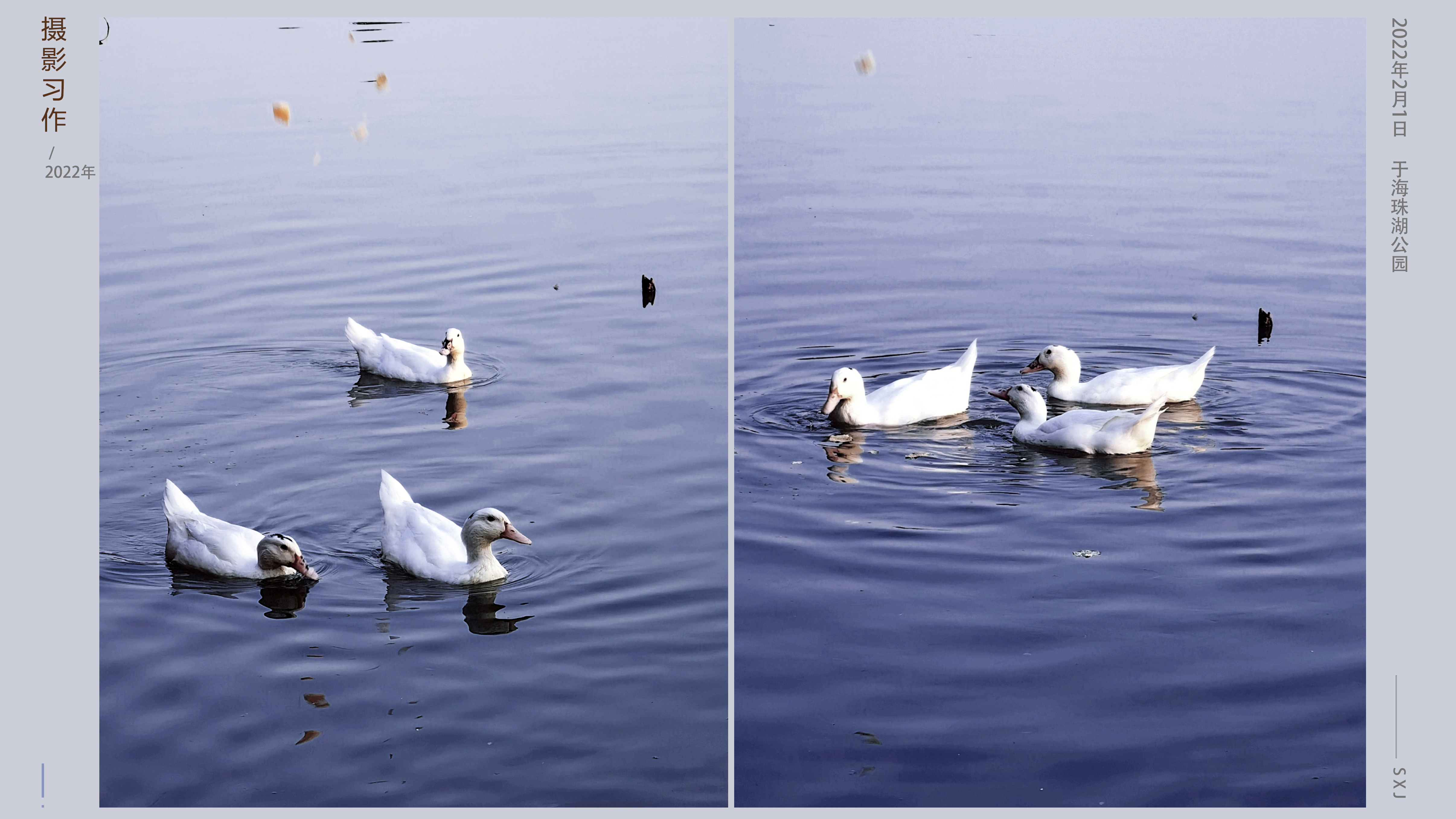 End page of portfolio，Mobile phone photography，daily life，Visit the park，Record the beauty around you，Discover beauty，Aesthetic improvement，