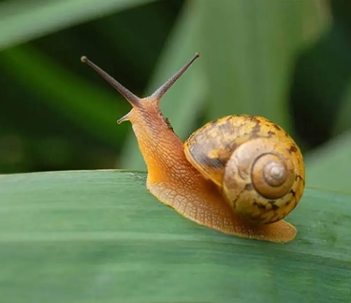Bionic bottle opener，