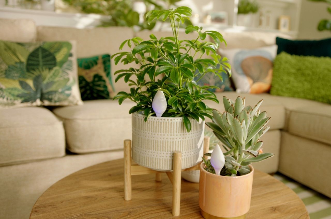 sensor，Plant sensor，Design，intelligence，design，Botany，