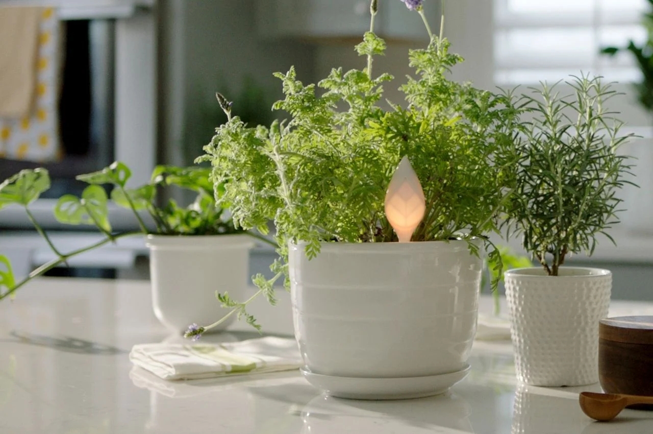 sensor，Plant sensor，Design，intelligence，design，Botany，