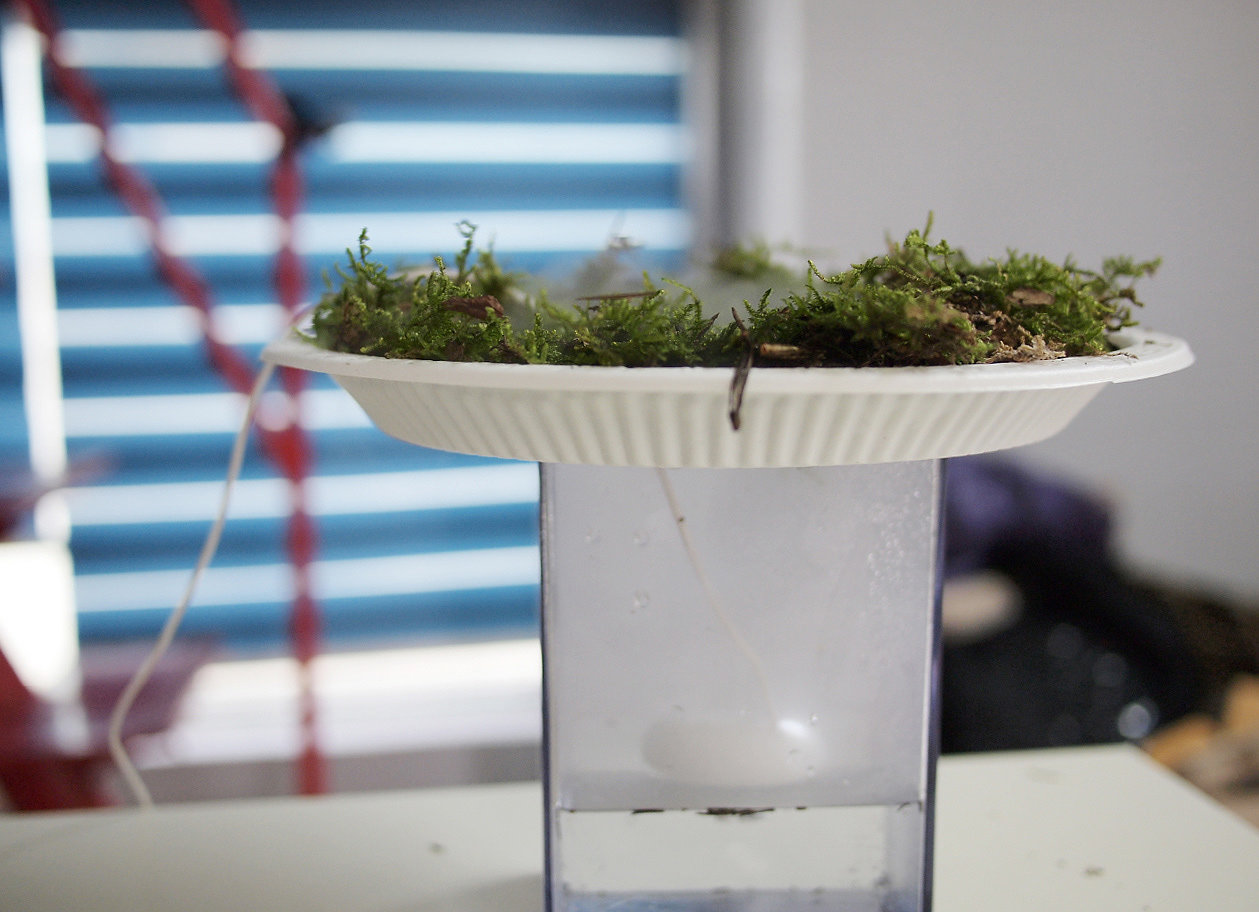 Humidifier，moss，Electric，