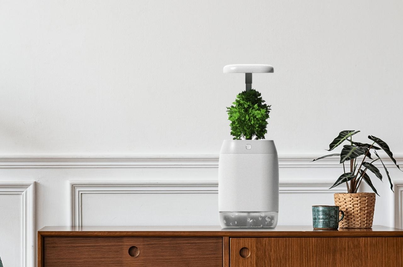 PLANT-GROWING，device，Plant growth device，Green plant，