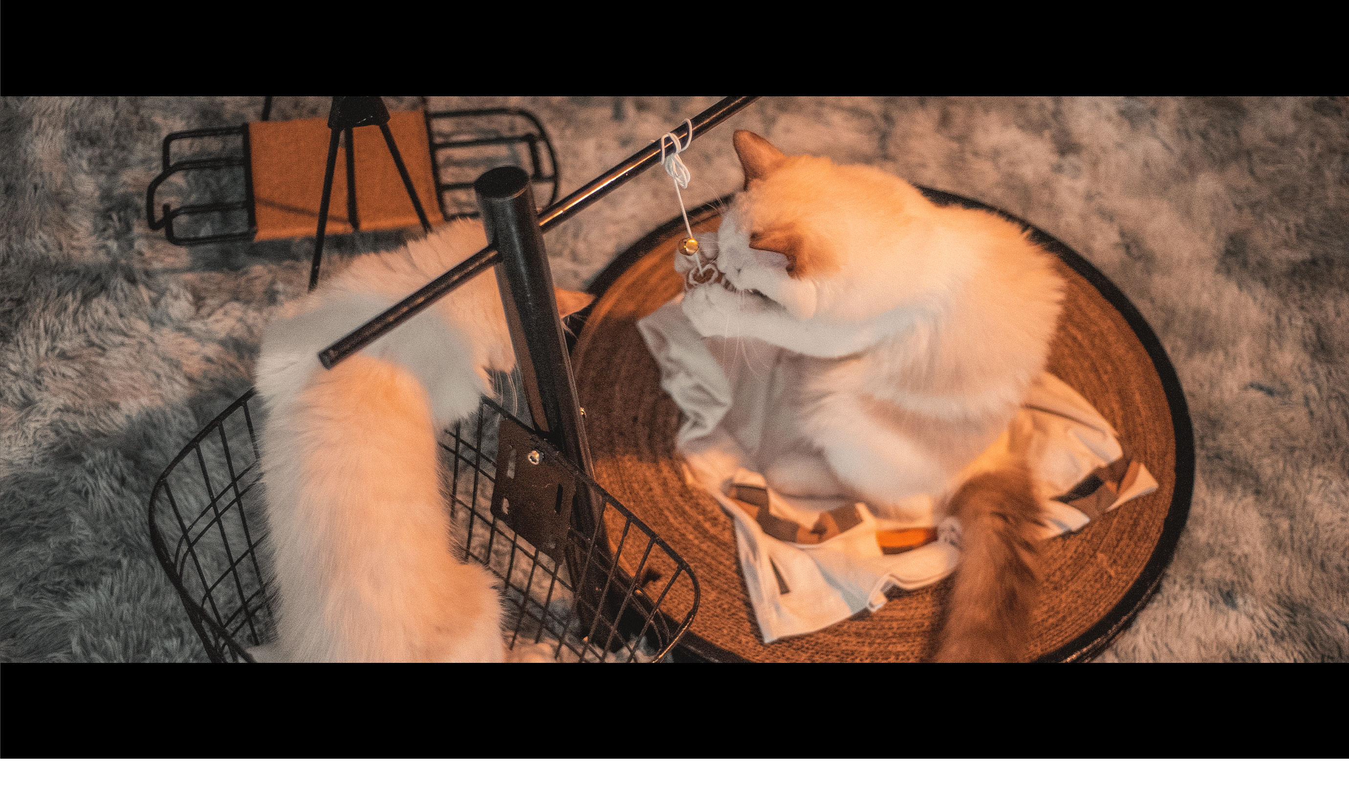 Bi Sheh，Kitty，diy，