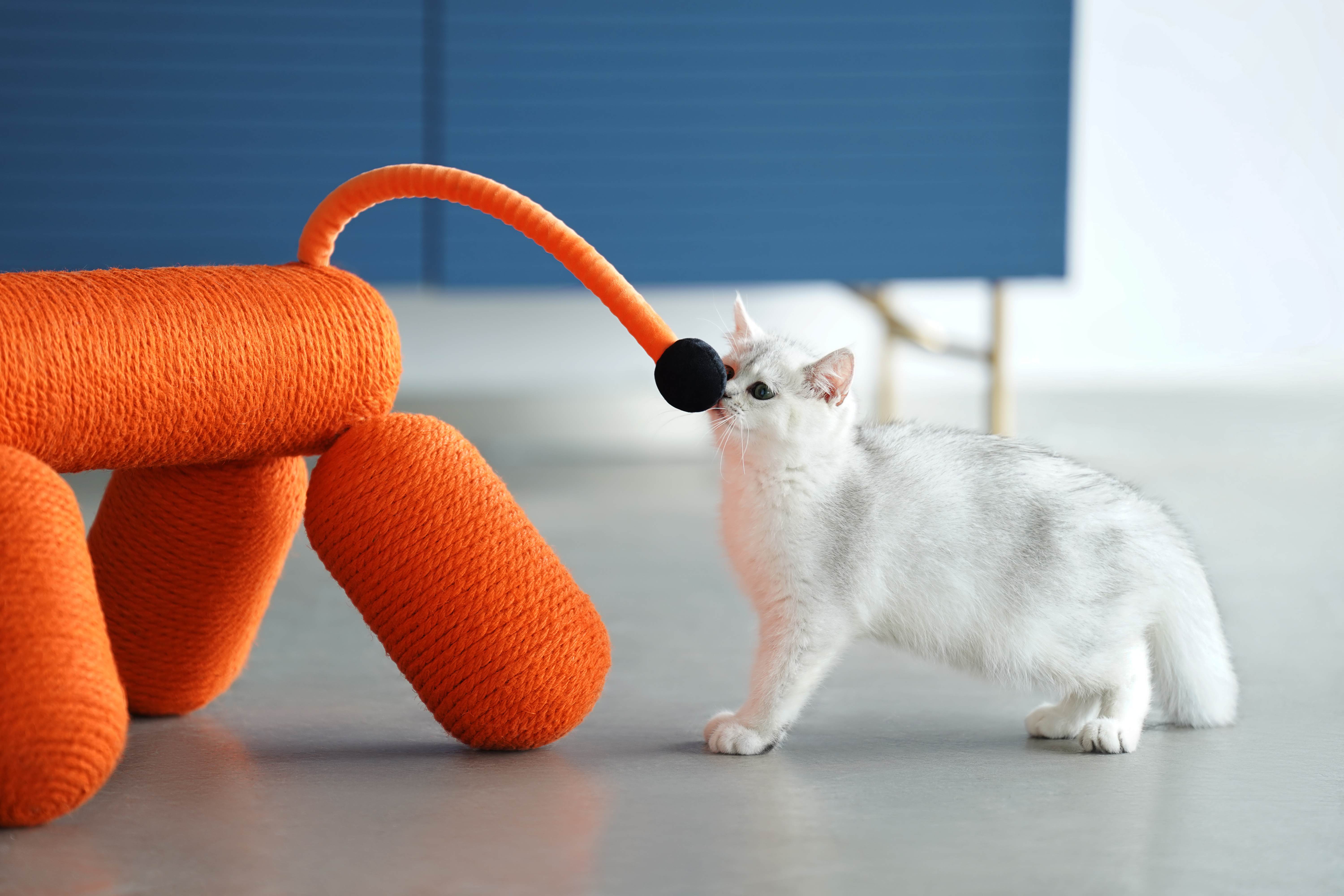 Product appearance design，Cat Scratch Rack，