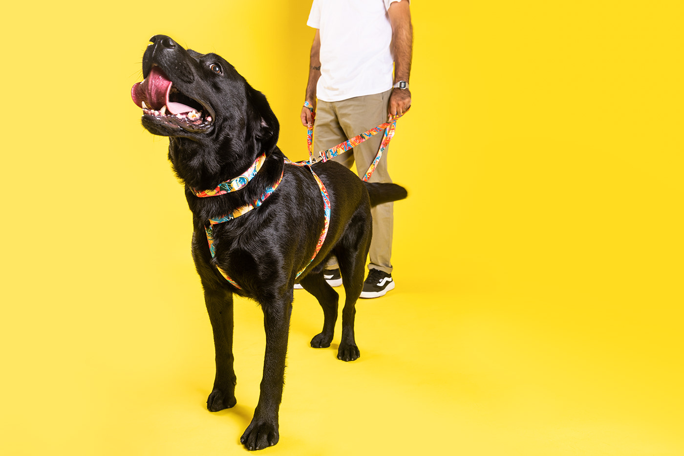 pattern design ，Dog pattern，product design，Walking the dog rope，