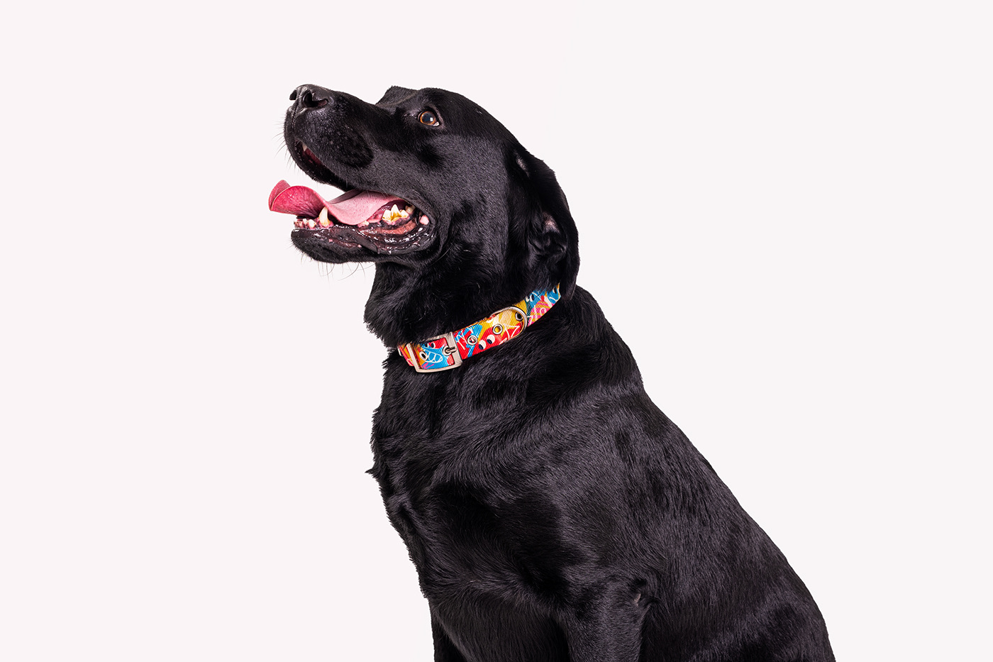 pattern design ，Dog pattern，product design，Walking the dog rope，