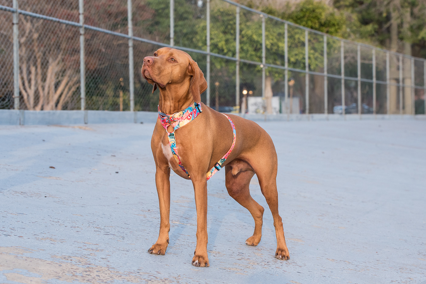 pattern design ，Dog pattern，product design，Walking the dog rope，