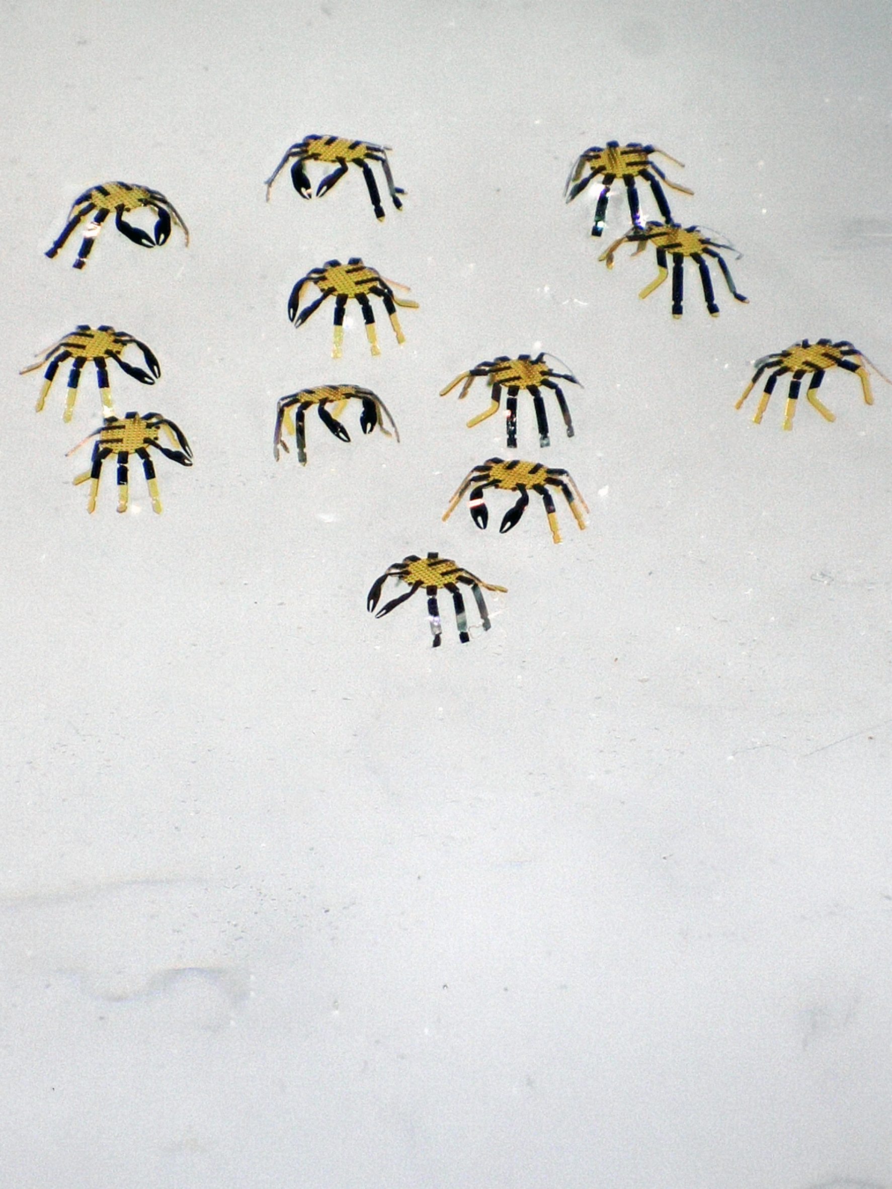 robot，Remote control crab，Micro robot，