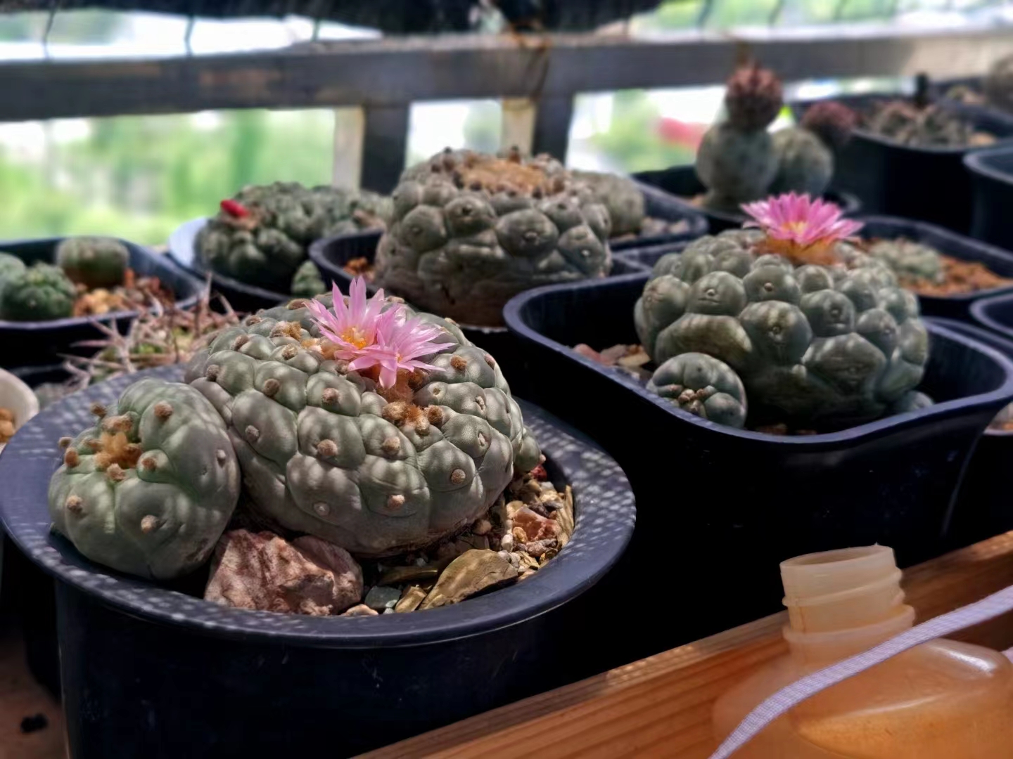 Hand drawn，sketch，cactus，Thermostatic bowl，Auxiliary food bowl，Baby products，