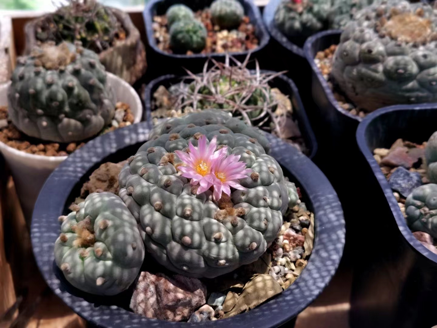 Hand drawn，sketch，cactus，Thermostatic bowl，Auxiliary food bowl，Baby products，