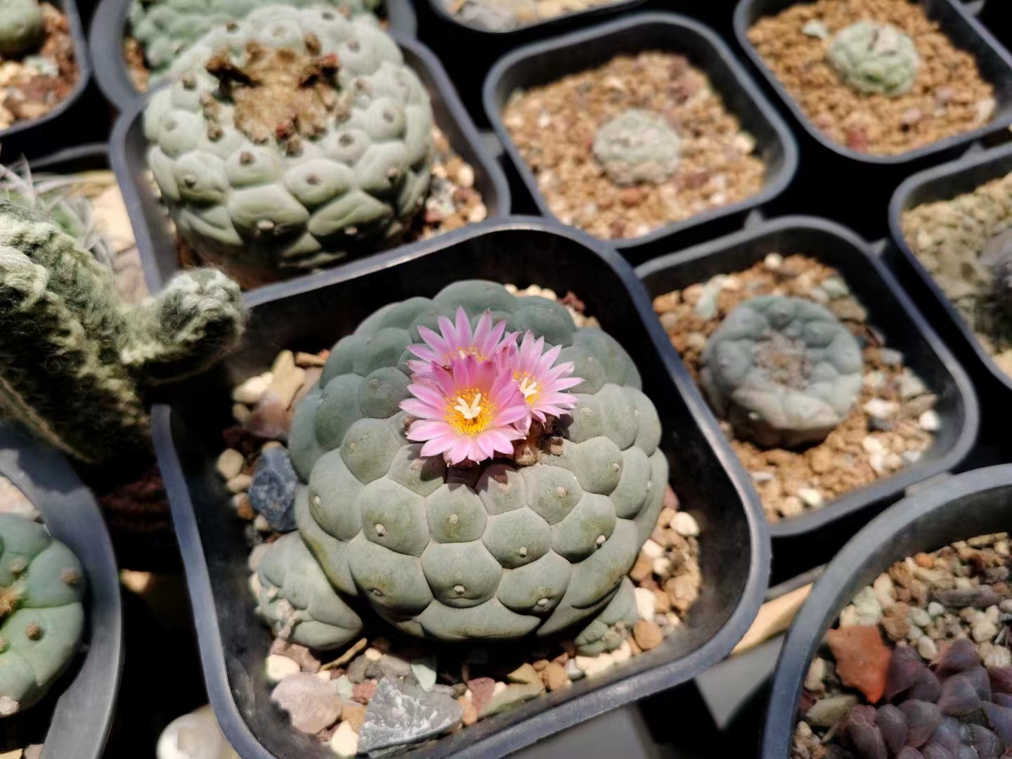 Hand drawn，sketch，cactus，Thermostatic bowl，Auxiliary food bowl，Baby products，