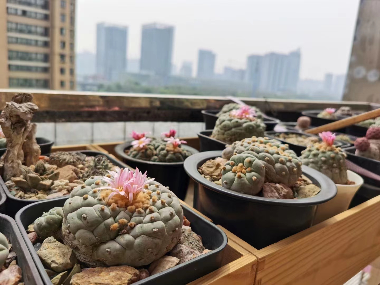 Hand drawn，sketch，cactus，Thermostatic bowl，Auxiliary food bowl，Baby products，