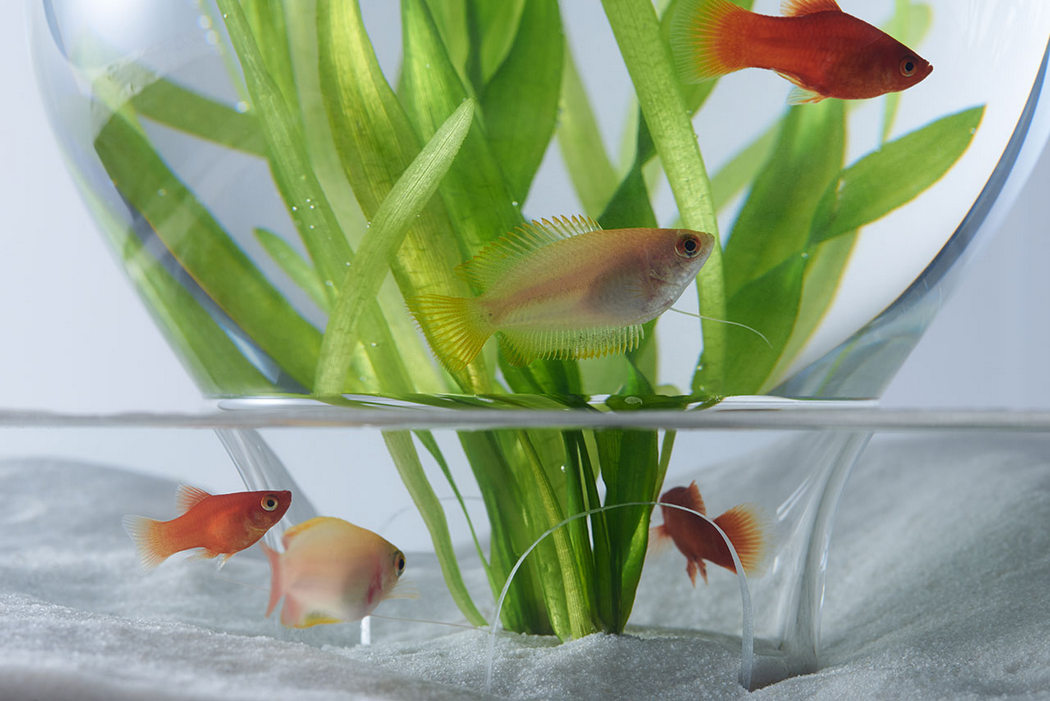 fish tank，Minimalist，waterscape，building structure，