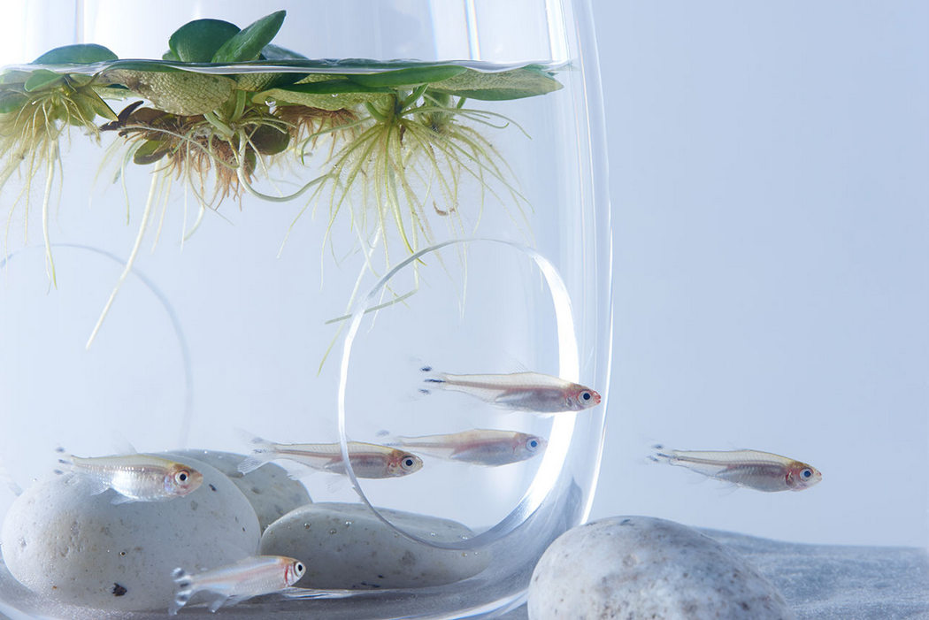 fish tank，Minimalist，waterscape，building structure，