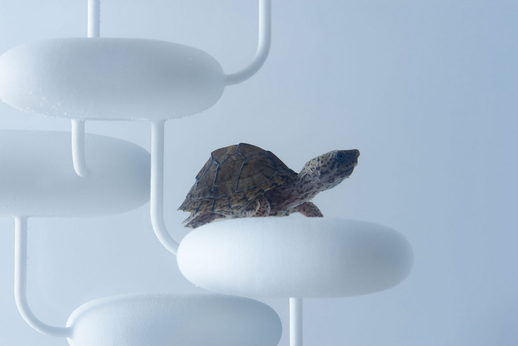 fish tank，Minimalist，waterscape，building structure，