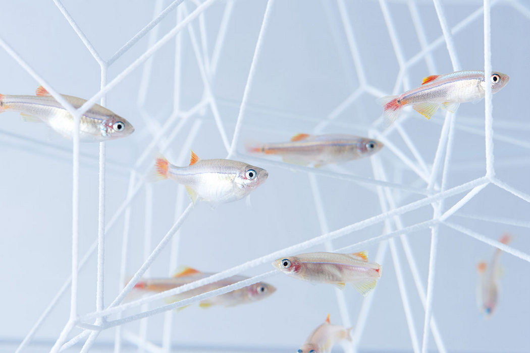 fish tank，Minimalist，waterscape，building structure，