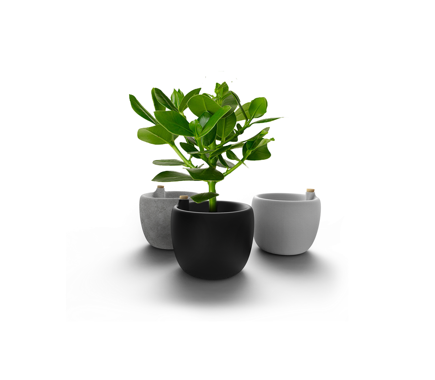 Parrot，Flowerpot，life，