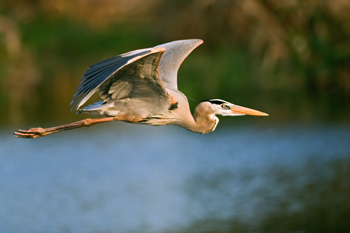 laser，intelligence，fish，