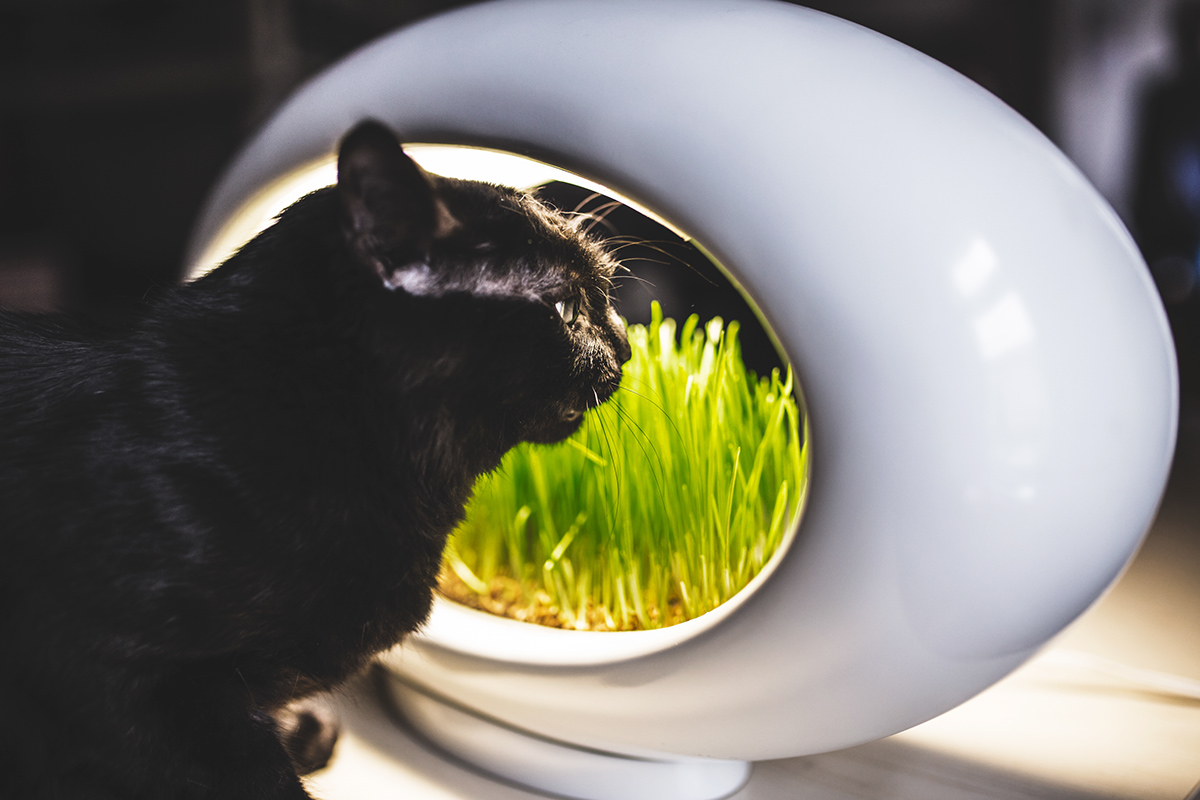 Grass Lamp，lamps and lanterns，Potted plants，originality，product design，