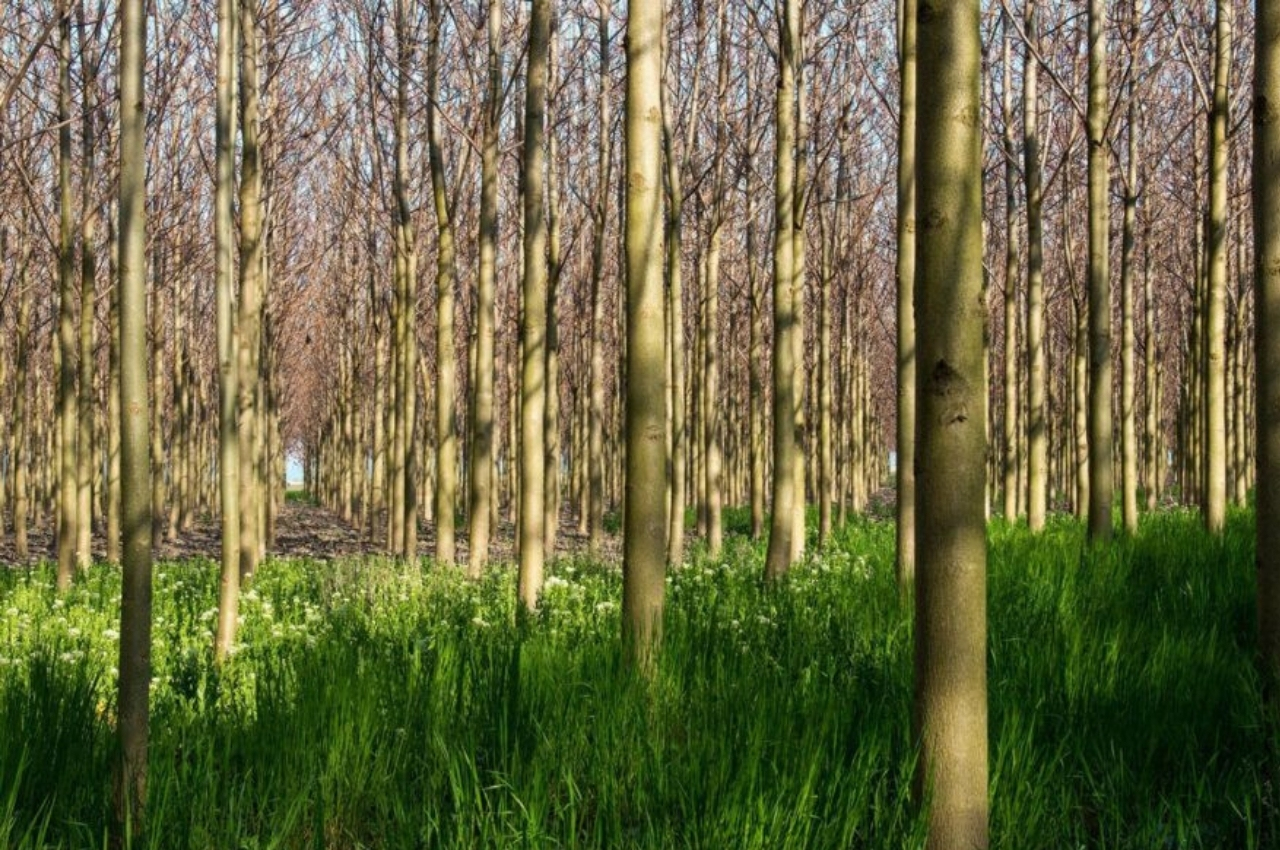 sustainable，Architecture，forest，ecology，nature，working space，space design ，Pea Clip Studio，