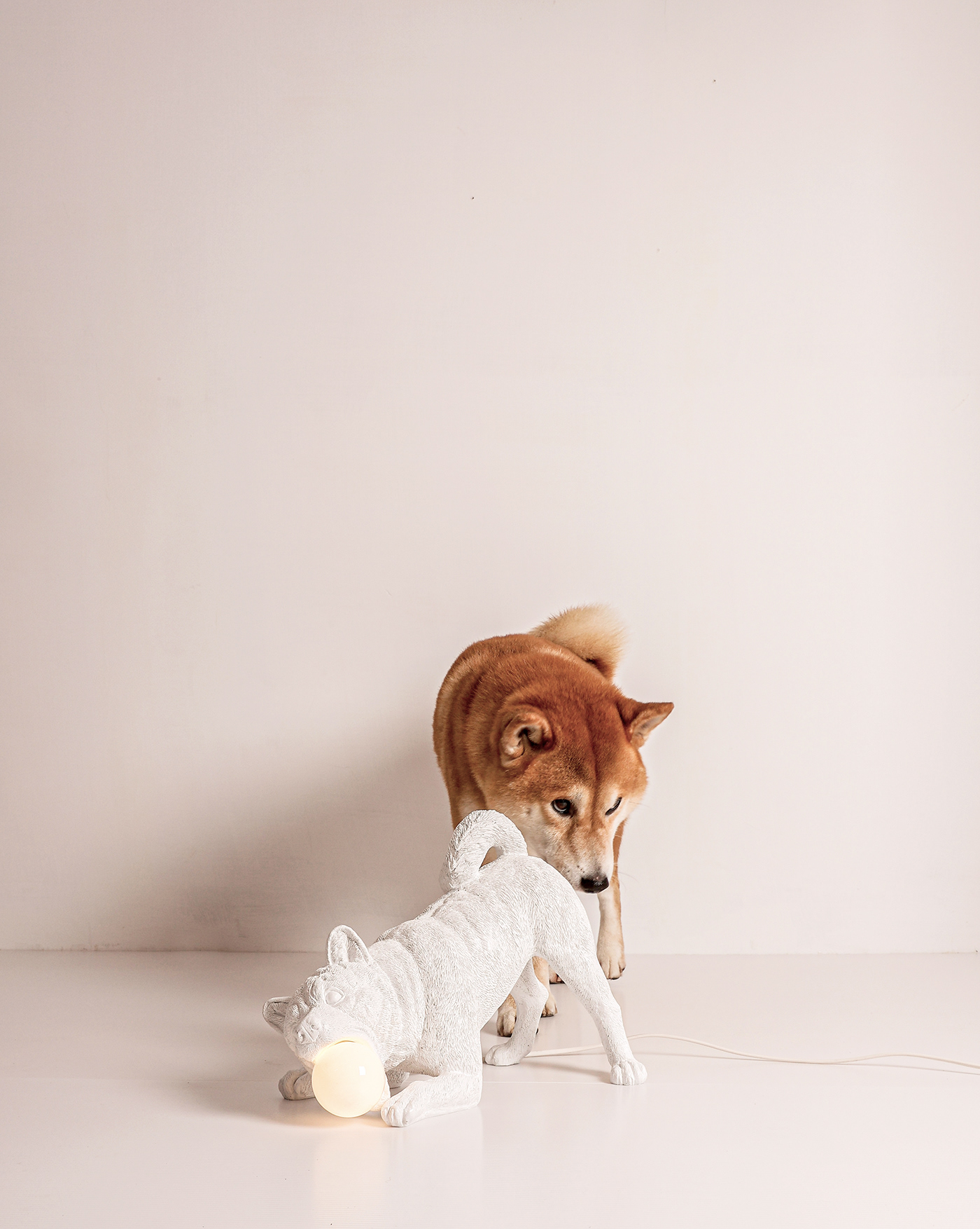 lamps and lanterns，puppy，lighting，