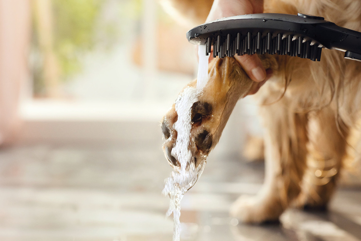2022 Red Dot Product Design Award，hansgrohe DogShower，Pets，Shower，hold，