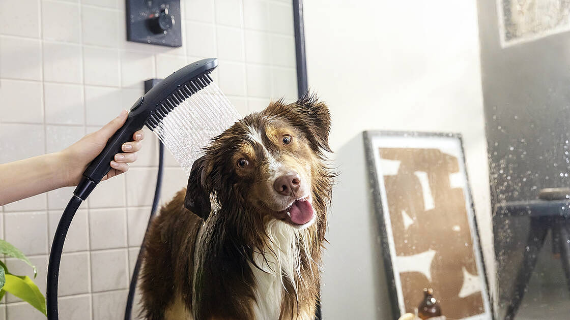 2022 Red Dot Product Design Award，hansgrohe DogShower，Pets，Shower，hold，