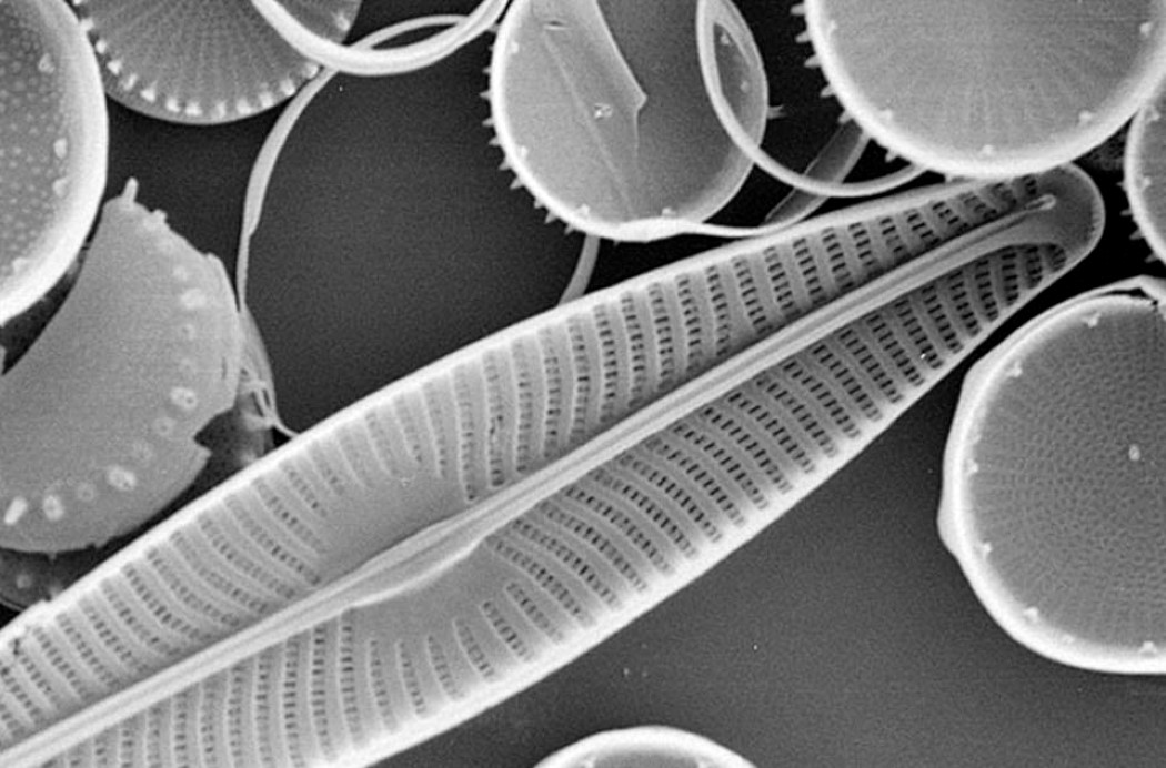 bionics，Bamboo，a chandelier，plankton，