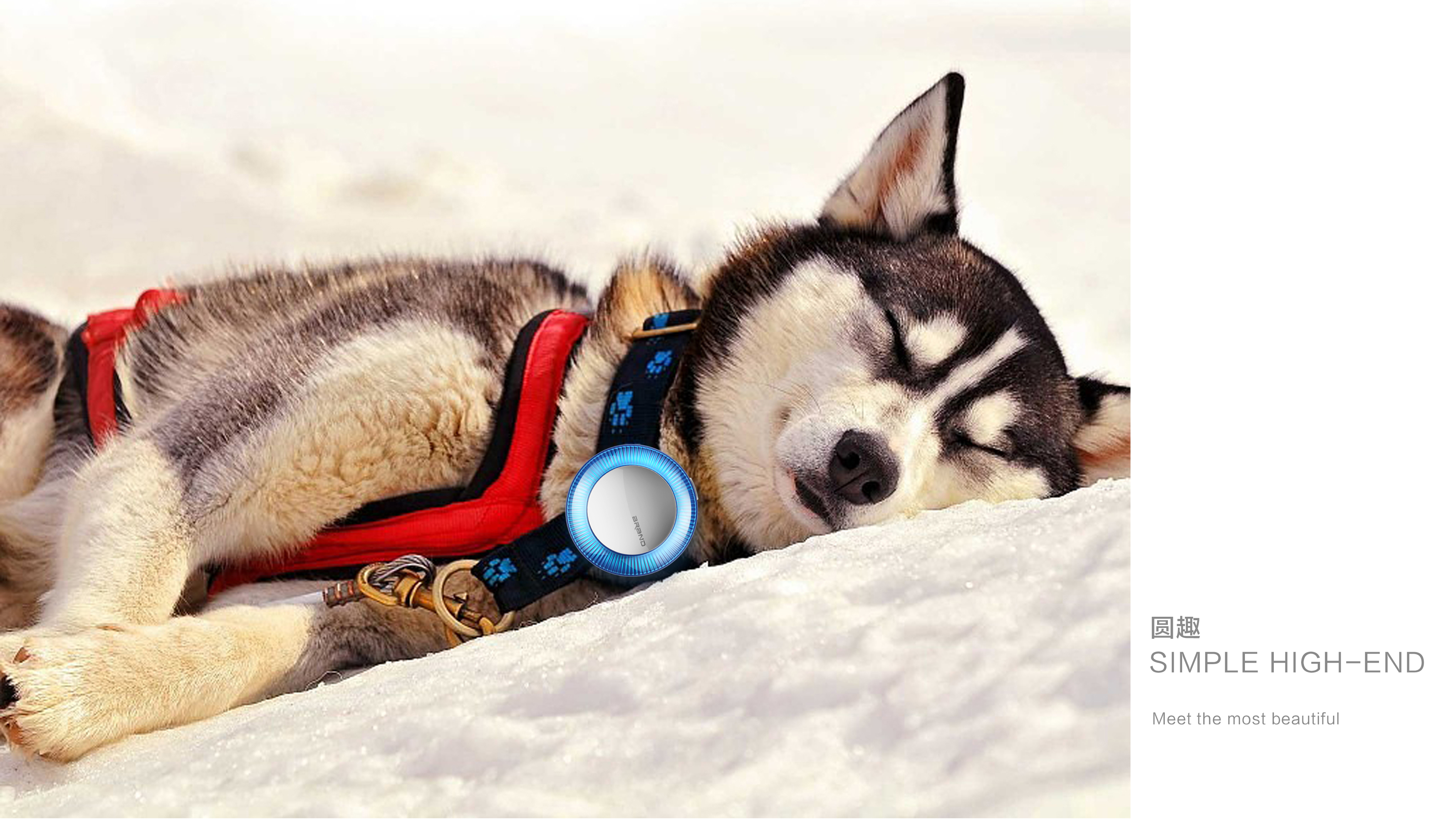 Pet anti loss device，Technology, Simplicity, Texture，