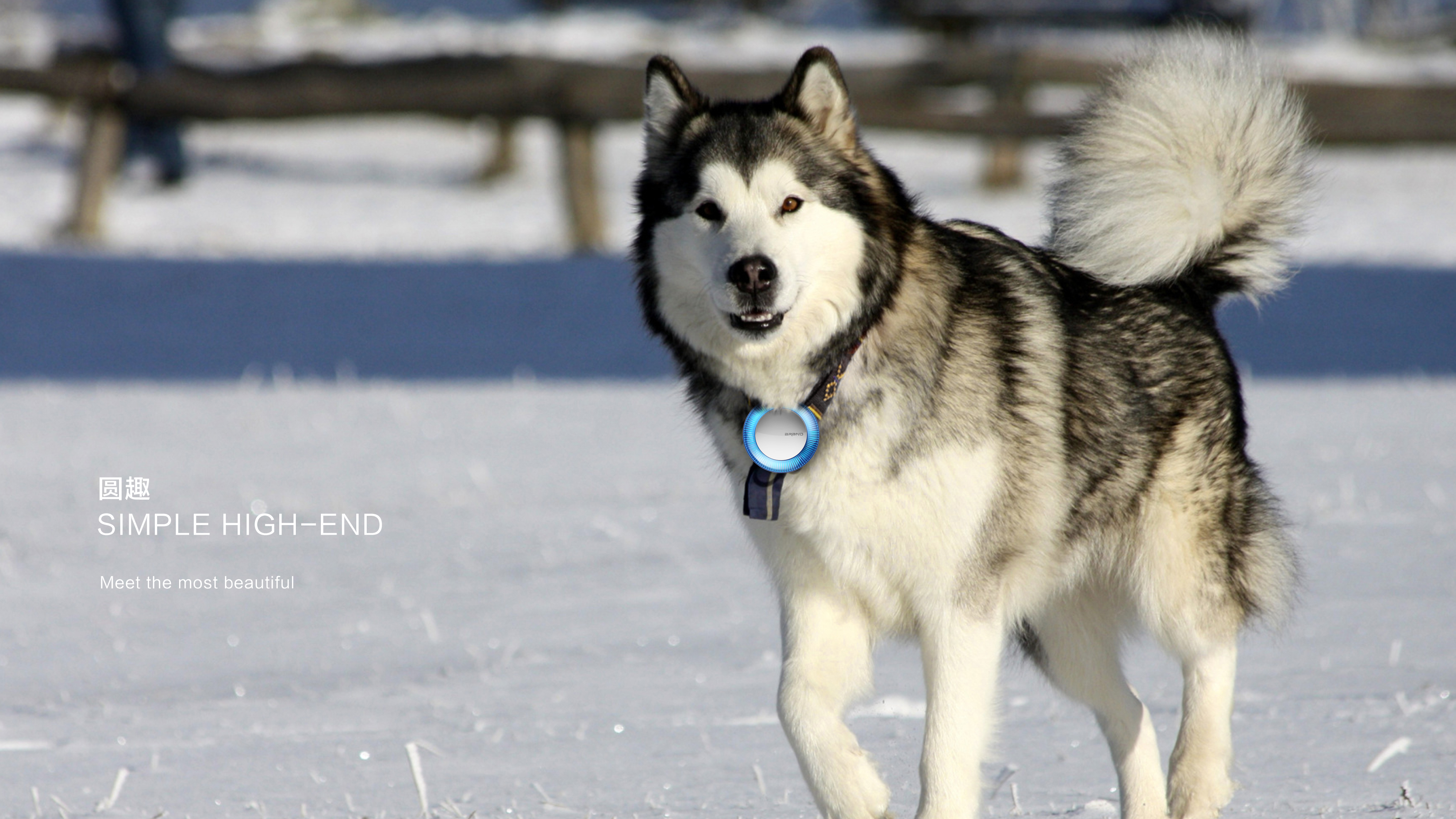 Pet anti loss device，Technology, Simplicity, Texture，