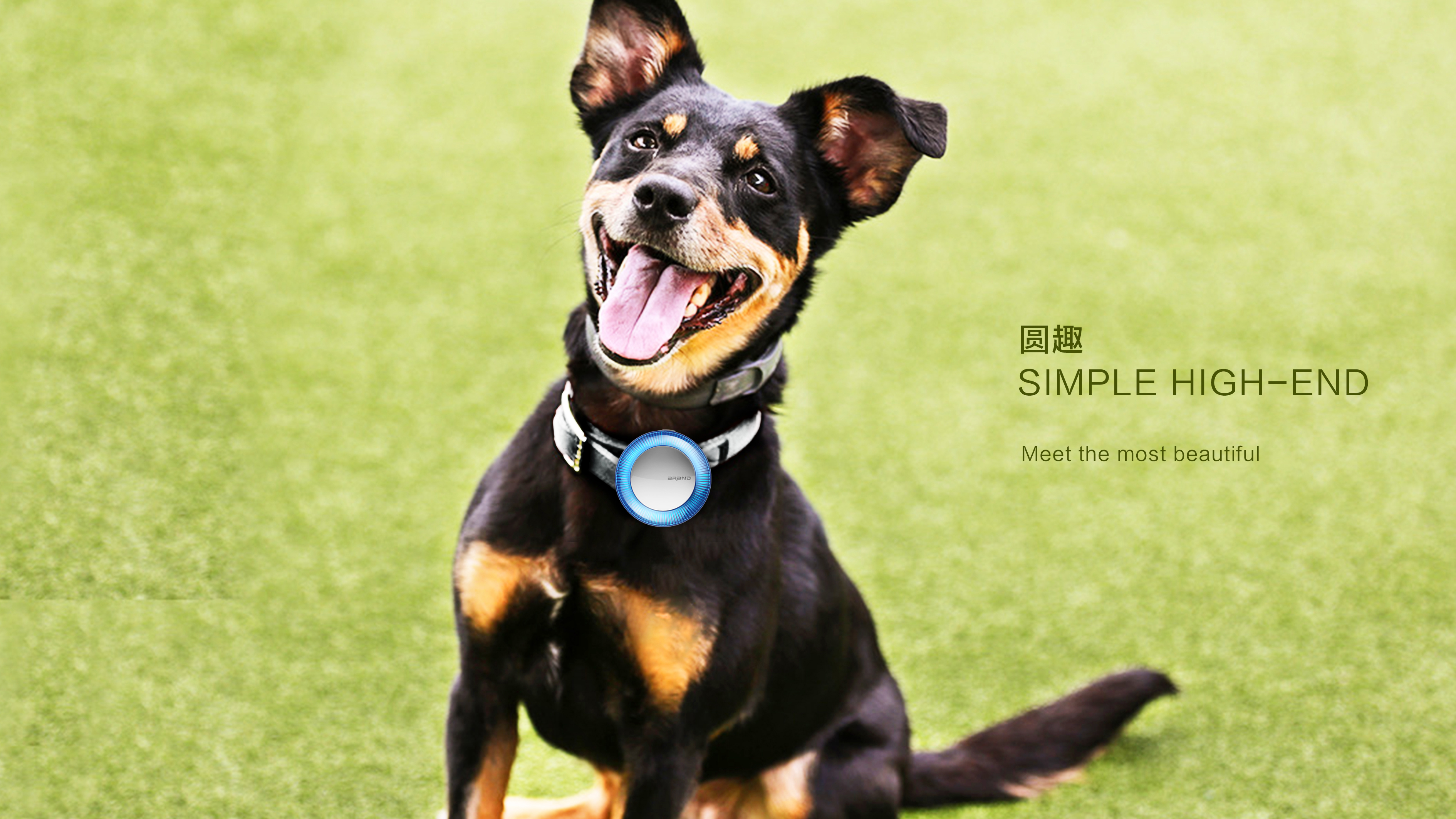 Pet anti loss device，Technology, Simplicity, Texture，