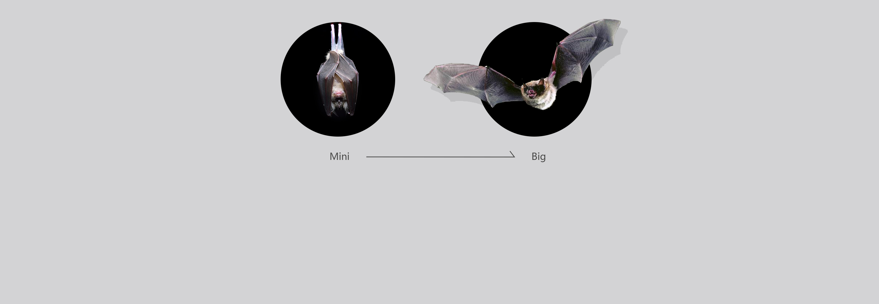 Appearance design，Structural design，Aquatic Sports，