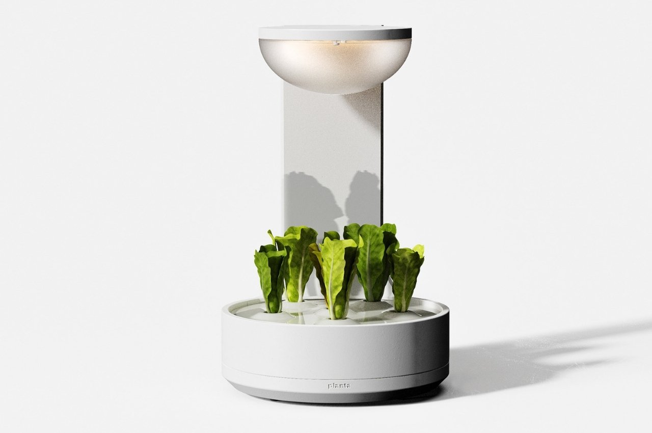 Botany，plant，Planta，fictitious，interactive，Indoor planting，