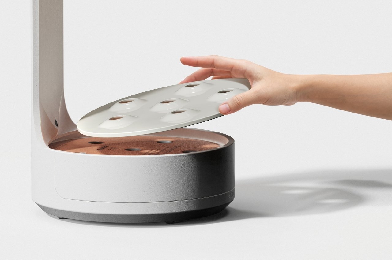 Botany，plant，Planta，fictitious，interactive，Indoor planting，