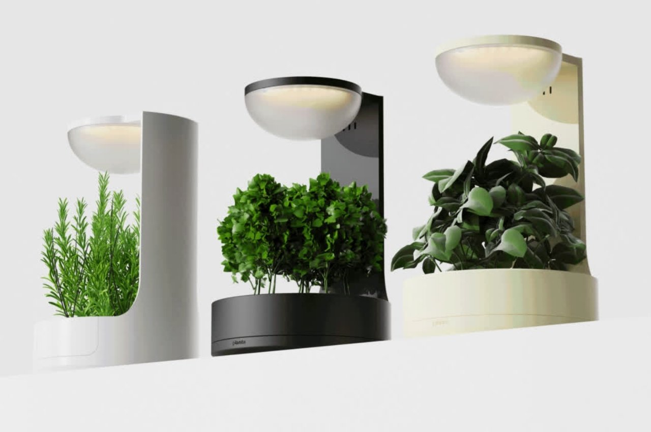 Botany，plant，Planta，fictitious，interactive，Indoor planting，