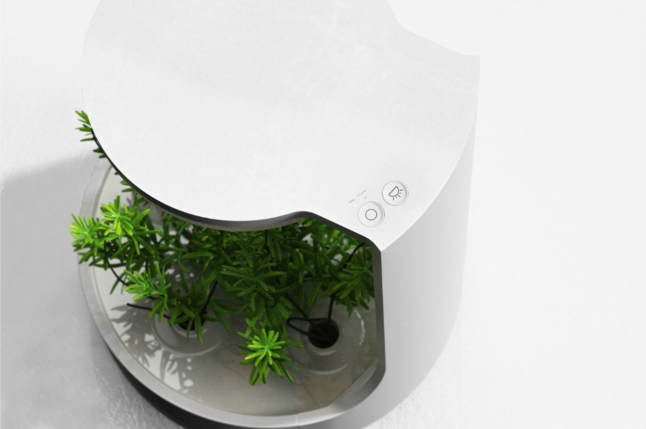 Botany，plant，Planta，fictitious，interactive，Indoor planting，
