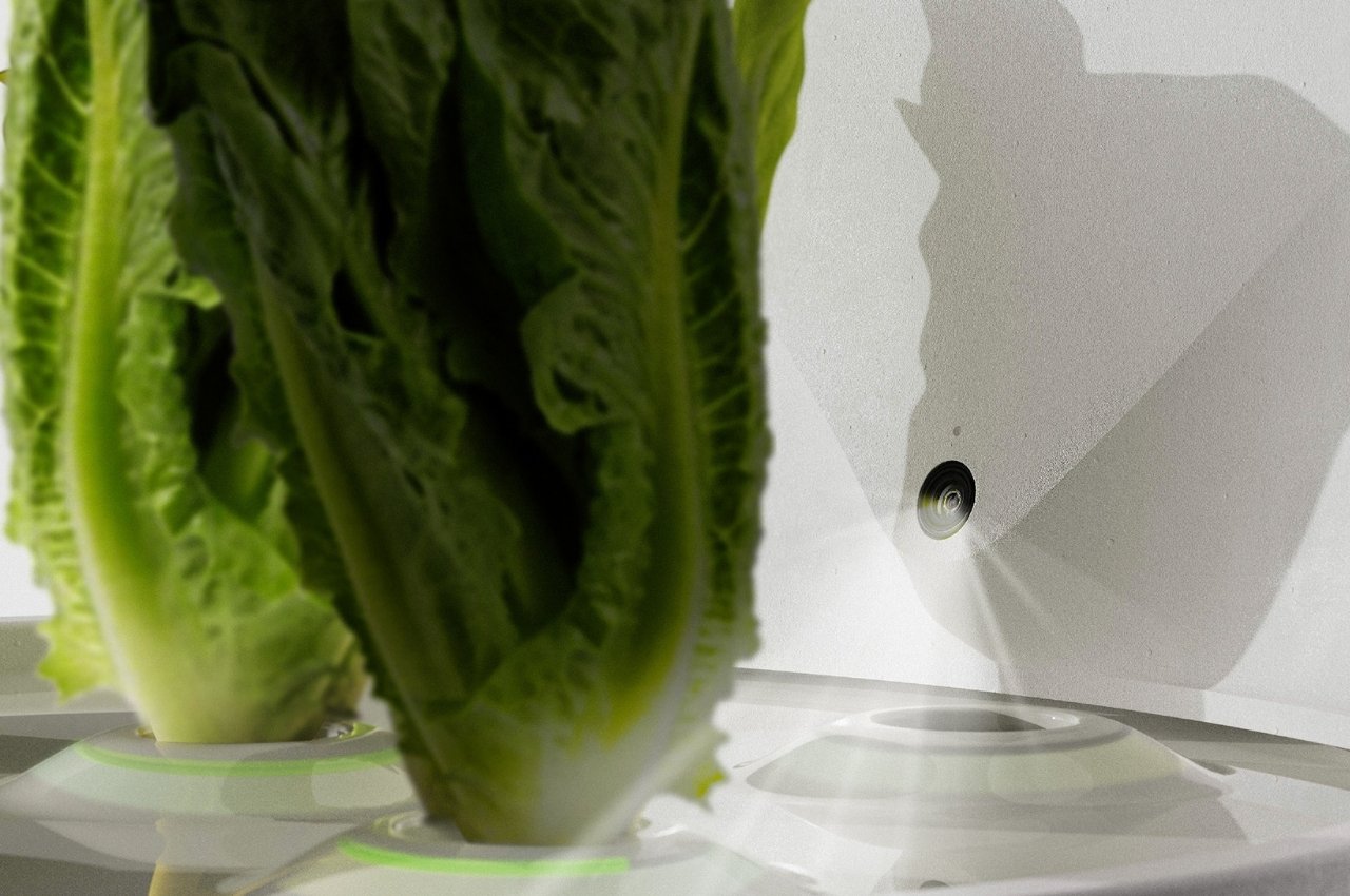 Botany，plant，Planta，fictitious，interactive，Indoor planting，