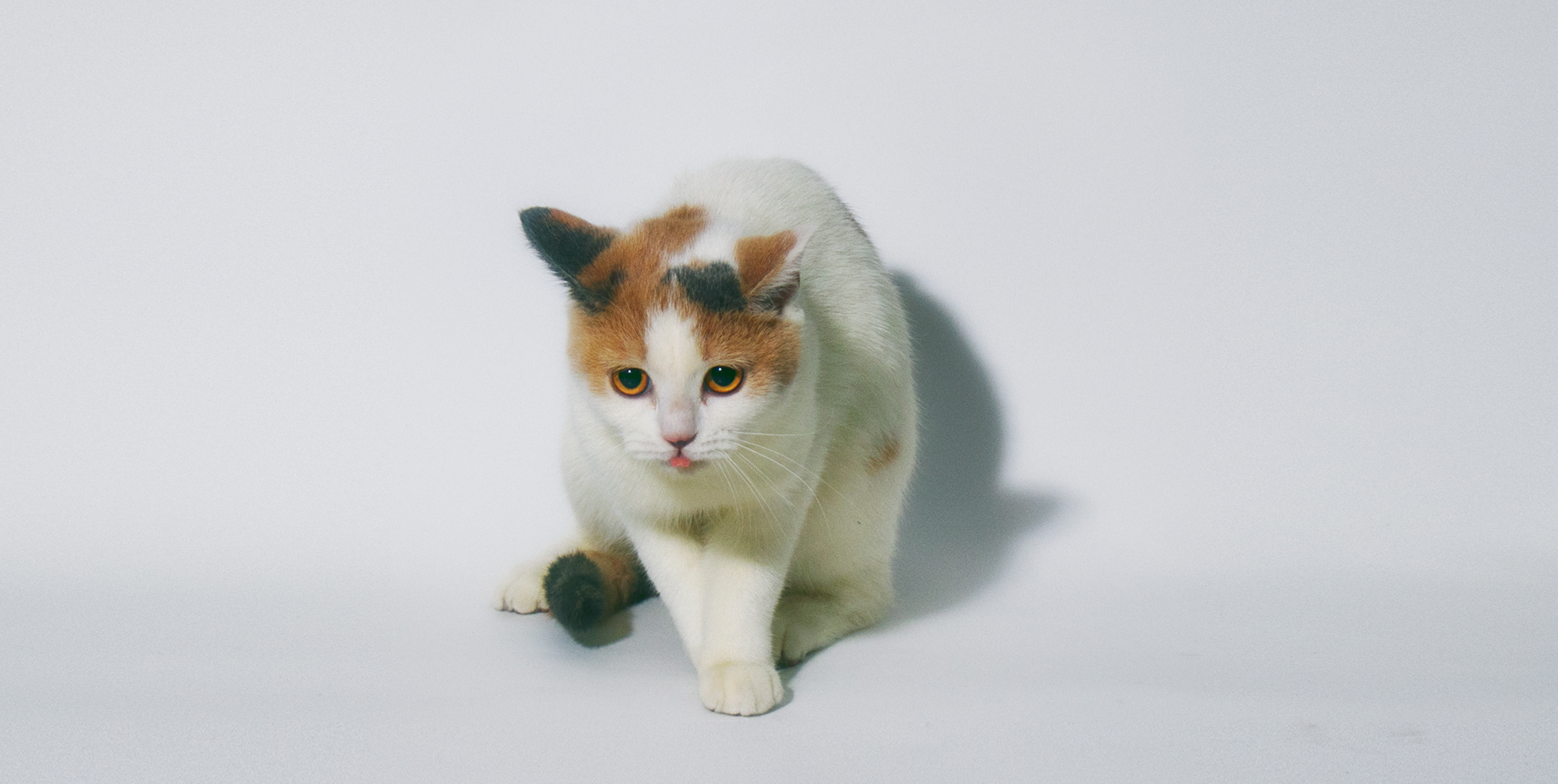 JL CHEN，MEOWOK，Cat furniture，furniture design ，Replaceable，